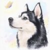 Speranza, portrait de chien Husky à l'aquarelle Speranza, portrait de chien Husky à l'aquarelle, par Morgane Bouiller