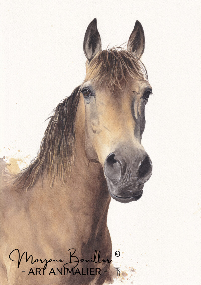 Portrait animalier à l'aquarelle d'un cheval 