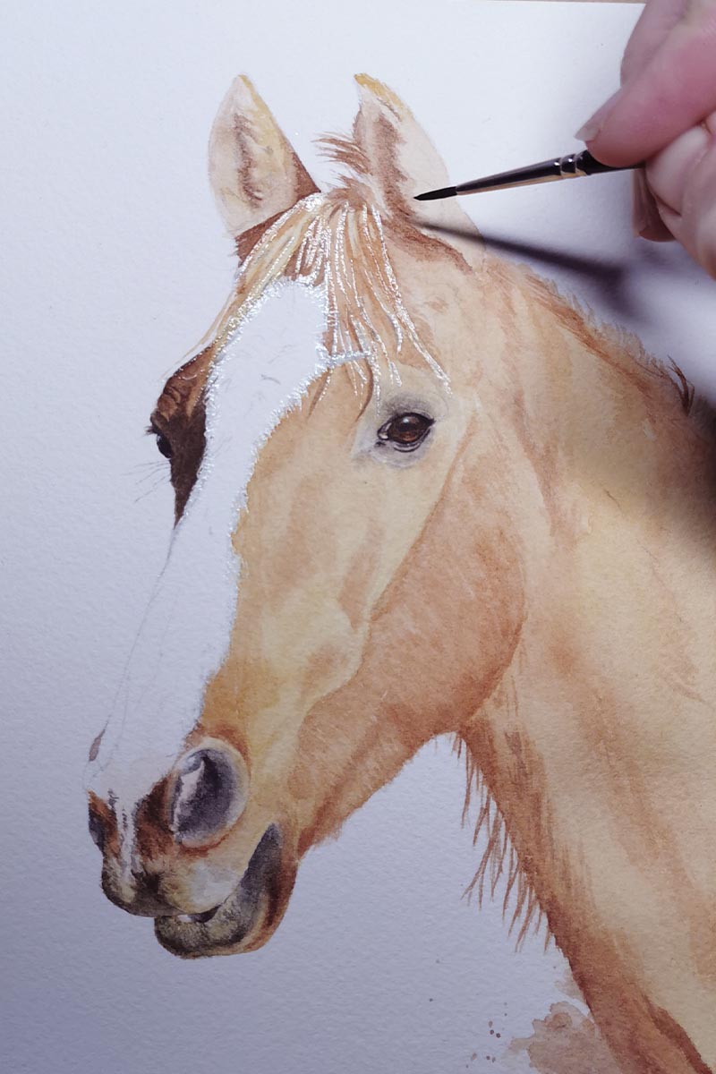 détails pinceau – pelage en cours – portrait cheval aquarelle réaliste fait main