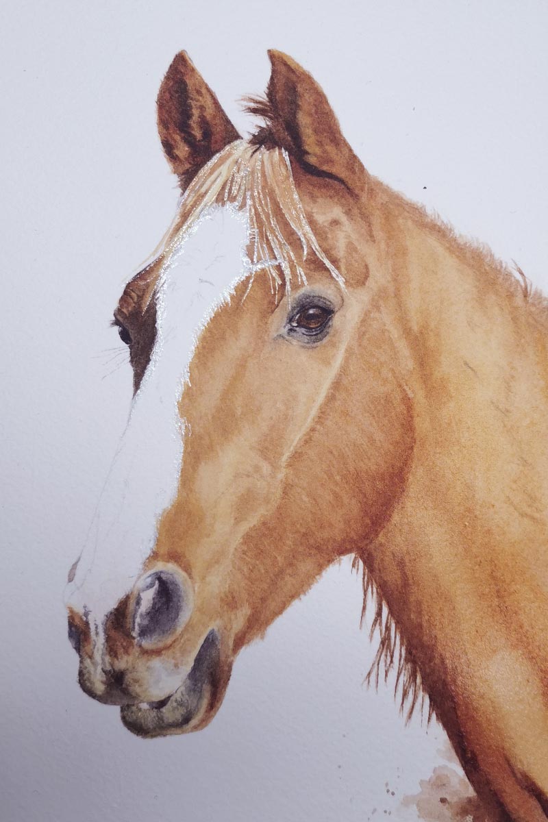 lavis progressif – portrait cheval aquarelle, premières couches, rendu réaliste