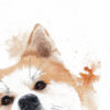 Kizuna Inu zoom Kizuna Inu – Œuvre originale à l’aquarell