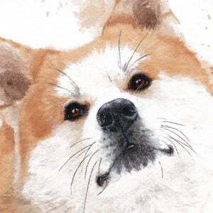 aquarelle akita inu, "Kizuna Inu" par Morgane Bouiller