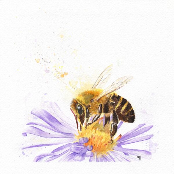 Apis Mell, abeille butinant – Tirage d’art