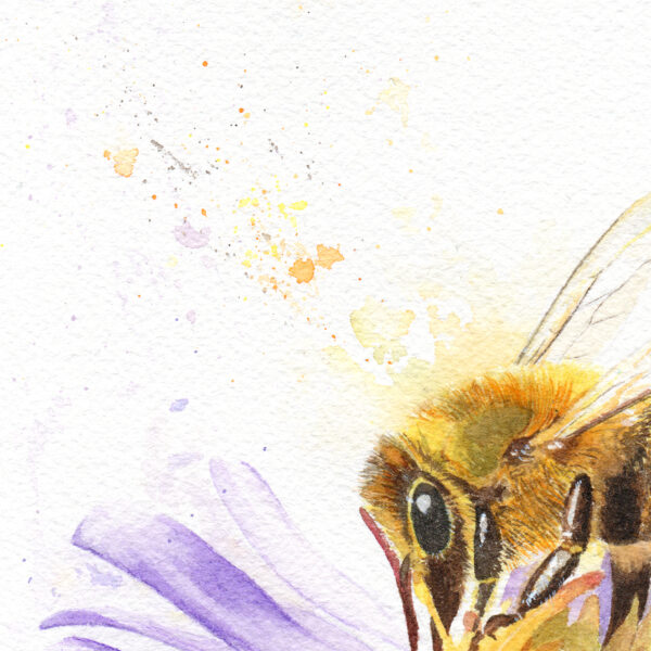 Apis Mell, abeille butinant – Tirage d’art