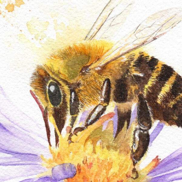 Apis Mell zoom zoom sur tableau de petite abeille