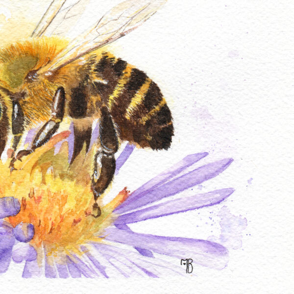 Apis Mell, abeille butinant – Tirage d’art