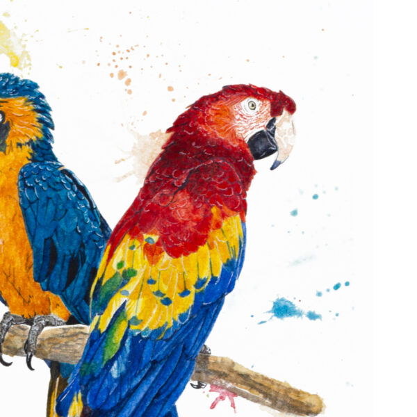 Aras, couple d'oiseaux – Tirage d'Art