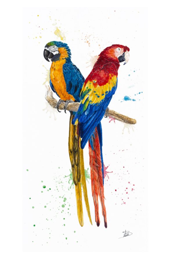 Aras, couple d'oiseaux – Tirage d'Art