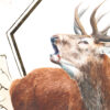 Le Brame –  Œuvre originale à l’aquarelle