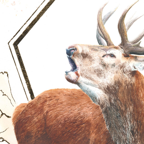 Le Brame –  Œuvre originale à l’aquarelle