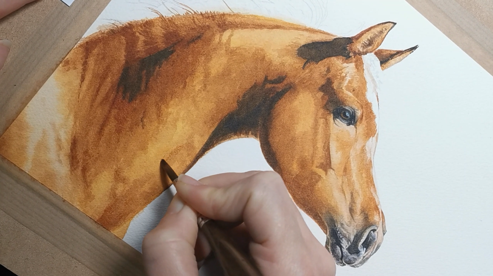 peinture de cheval en cours, artiste aquarelliste Morgane Bouiller