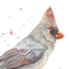 Cardinaux Zoom femelle Cardinaux – Œuvre originale à l’aquarelle