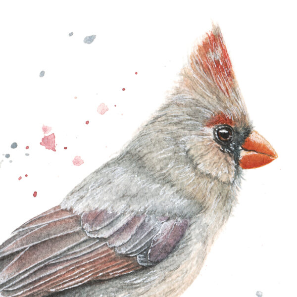 Cardinaux Zoom femelle Cardinaux – Œuvre originale à l’aquarelle
