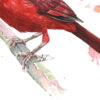 Cardinaux Zoom Cardinaux – Œuvre originale à l’aquarelle