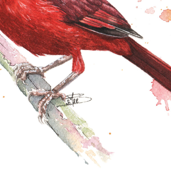 Cardinaux Zoom Cardinaux – Œuvre originale à l’aquarelle
