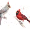 Cardinaux Cardinaux – Œuvre originale à l’aquarelle