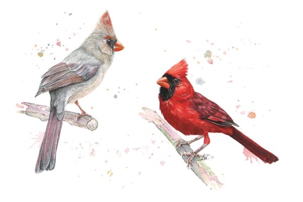 Cardinaux Cardinaux – Œuvre originale à l’aquarelle