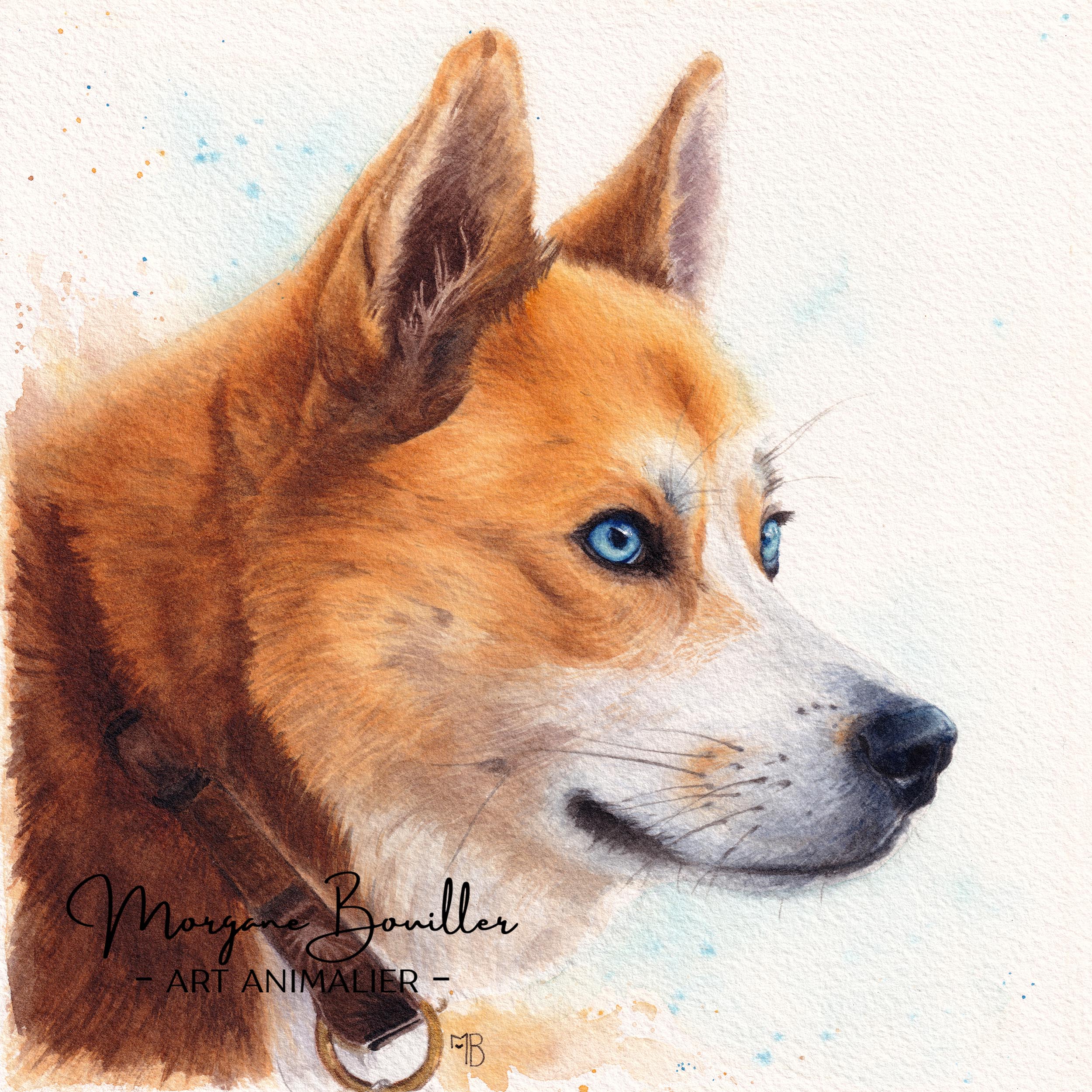 Peinture fine à l'aquarelle d'un chien roux et blanc aux yeux bleus