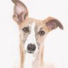Galgo Del Sol Galgo del Sol – Œuvre originale à l’aquarelle