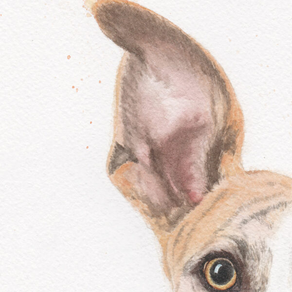 Galgo Del Sol Zoom Galgo del Sol – Œuvre originale à l’aquarelle