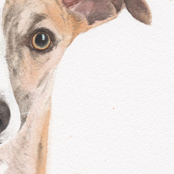 Galgo Del Sol Zoom Galgo del Sol – Œuvre originale à l’aquarelle