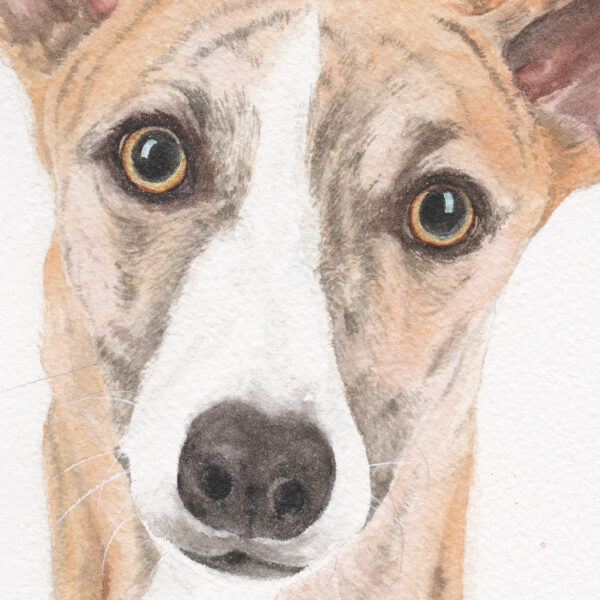 Galgo Del Sol Zoom aquarelle Galgo espagnol, "Galgo Del Sol", par Morgane Bouiller
