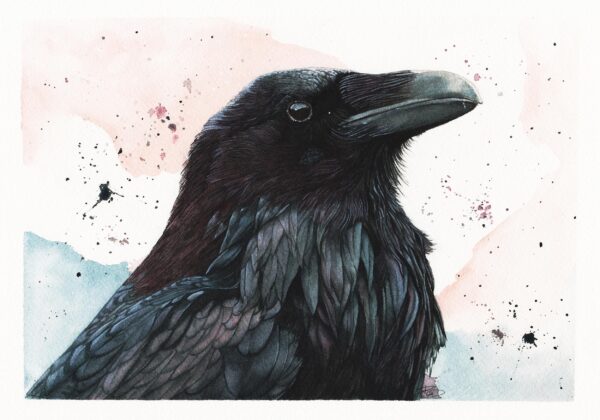 Huginn –  Œuvre originale à l’aquarelle
