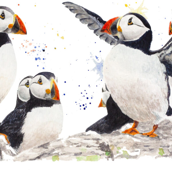 Macareux – Œuvre originale à l’aquarelle