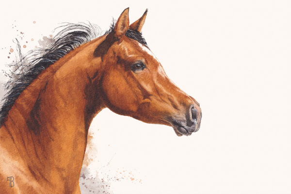 Messager du Zéphyr, cheval pur-sang arabe – Tirage d’art