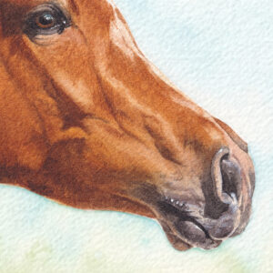 Aquarelle cheval arabe "Messager du Zéphyr", par Morgane Bouiller