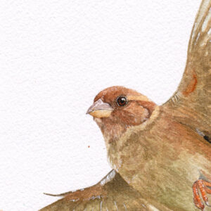 aquarelle moineau Murmure de Plumes par Morgane Bouiller