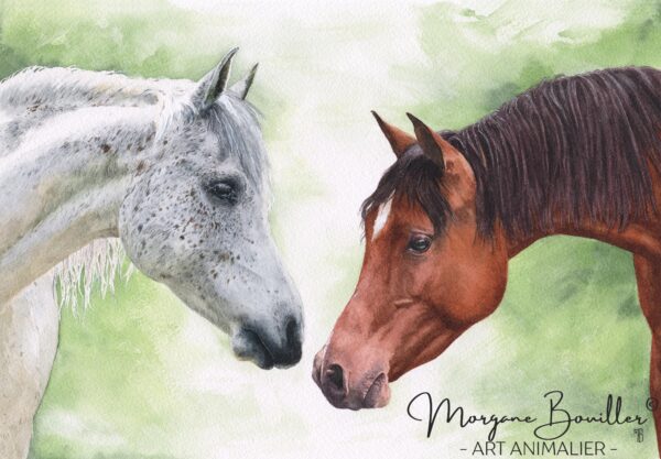 Papaye & Farouk, les chevaux de Marine Papaye et Farouk, portait chevaux personnalisé