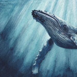 Aquarelle baleine à bosses, "Sérénade Océane", par Morgane Bouiller