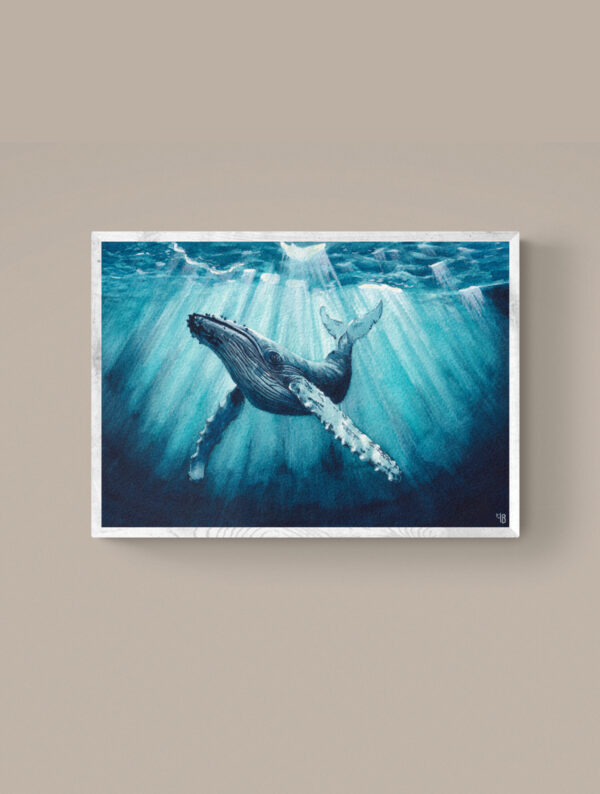 Sérénade Océane, baleine à bosses – Tirage d’art