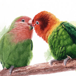 aquarelle inséparables Tendre Tropique, par Morgane Bouiller