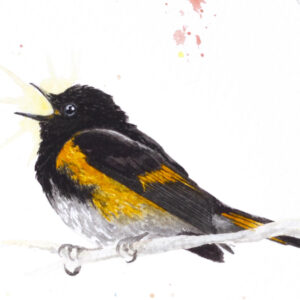 Peinture de passereaux avec au cœur de la composition, une paruline flamboyante chantant.