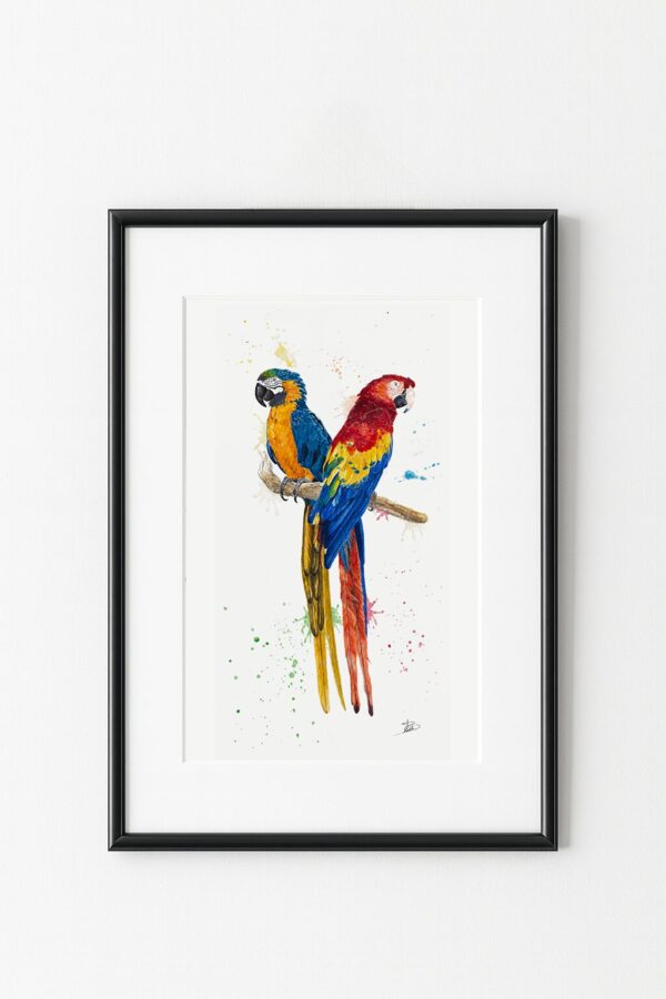 Couple d'oiseaux Aras, exemple d'encadrement