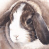 delicate-attention-zoom Aquarelle lapin bélier, "Délicate Attention" par Morgane Bouiller