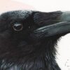Huginn –  Œuvre originale à l’aquarelle