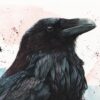 aquarelle corbeau intense, "Huginn" par Morgane Bouiller