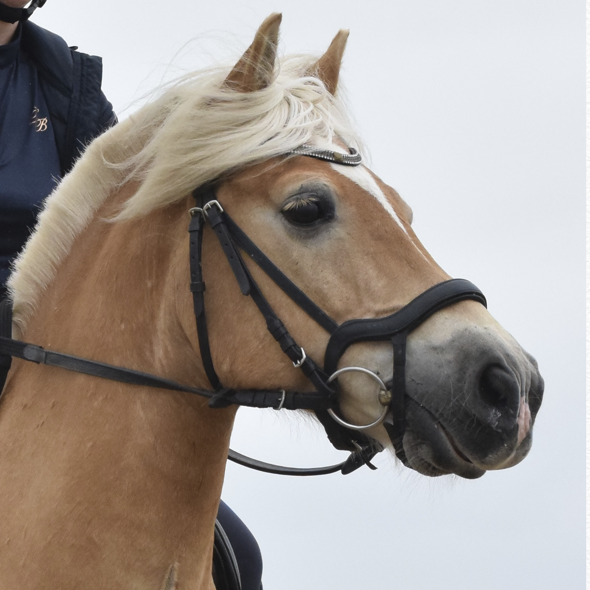 Photo d'Indiana, fournie par ma cliente