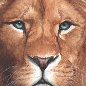 Aquarelle de lion sublime, "Umlilo Inkosi", par Morgane Bouiller