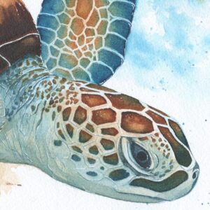 Aquarelle tortue marine "Oceanica", par Morgane Bouiller