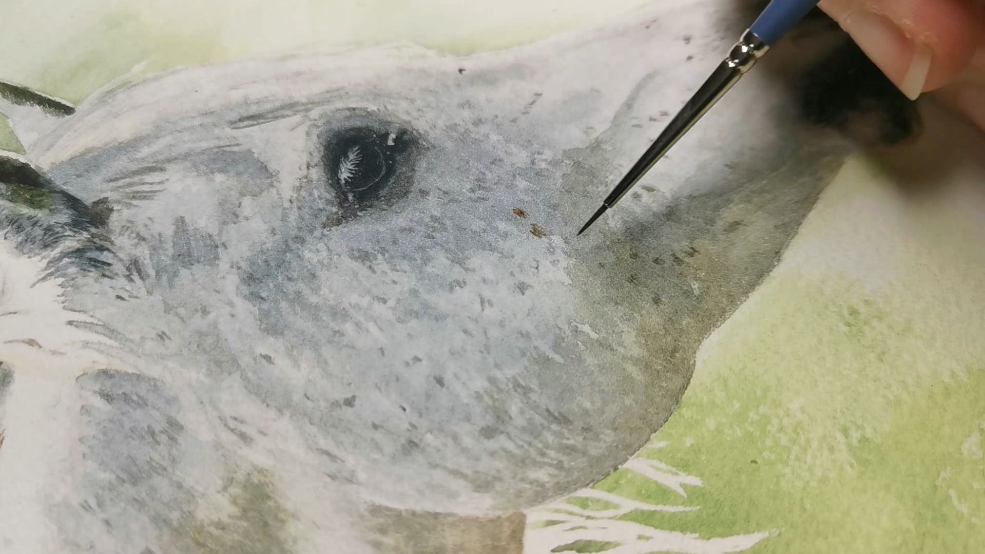 Peintre animalière, je réalise des portraits personnalisés de chiens, chevaux ou chats d'après vos photos. Je peins également la faune sauvage.