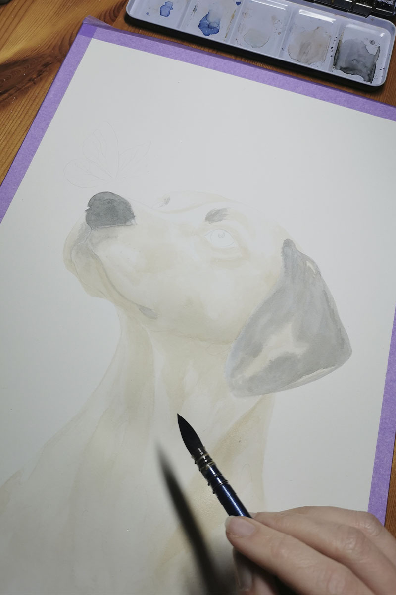 premières couches de peintures et définition des volumes – portrait chien aquarelle fait main