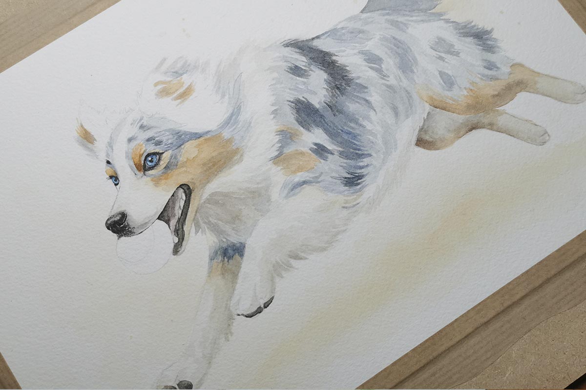croquis mouvement – chien agility – peinture animalière dynamique
