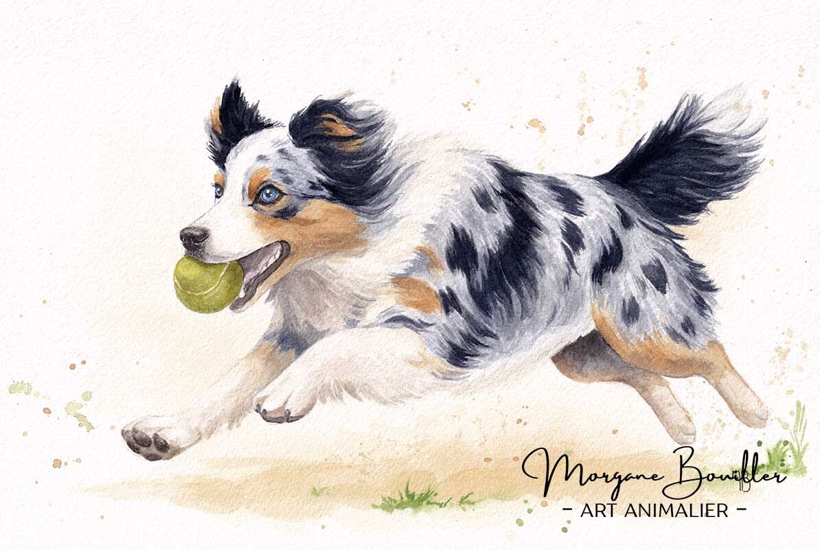 Peinture encadrée d'un chien berger australien courant avec sa balle dans la gueule