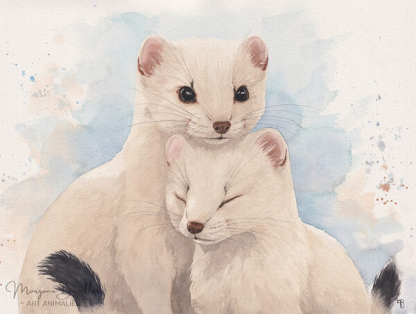 Blanche Harmonie, peinture d'hermines par Morgane Bouiller