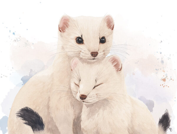 Blanche-harmonie-tirage dart Blanche Harmonie, tableau d'hermines par Morgane Bouiller