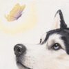 Zoom sur la peinture de chien Husky Speranza, par Morgane Bouiller Aquarelle de chien Husky, zoom sur le regard du chien se portant sur le papillon
